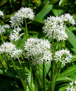 Ramsons Wild Garlic