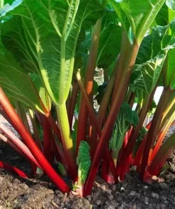 Rhubarb Victoria