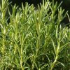 Rosemary