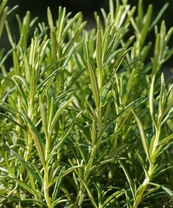 Rosemary