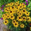 Rudbeckia Goldsturm
