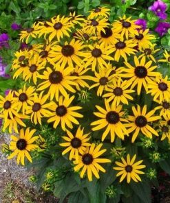 Rudbeckia Goldsturm