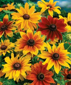 Rudbeckia Rustic Dwarf