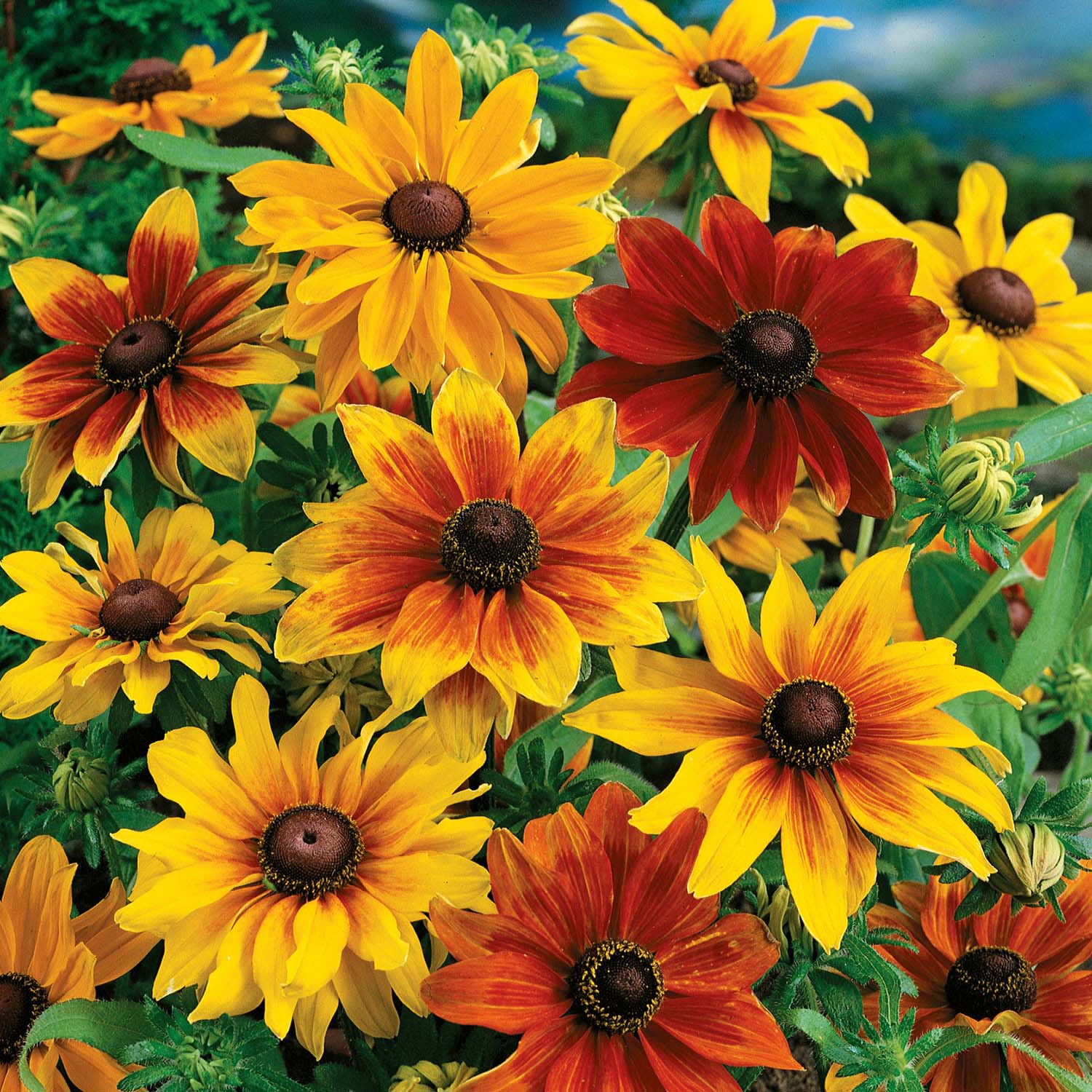 Rudbeckia Rustic Dwarfs