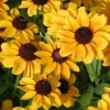 Rudbeckia Toto Gold