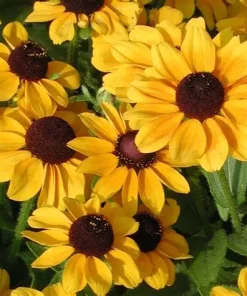 Rudbeckia Toto Gold