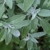 Salvia Common