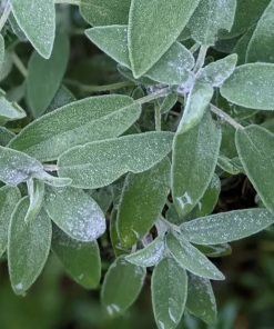 Salvia Common