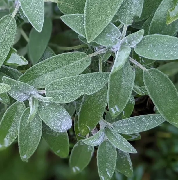 Salvia Common