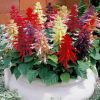 Salvia, Ornamental Sage Farao