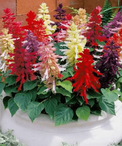 Salvia, Ornamental Sage Farao