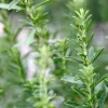 Summer Savory Midget