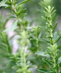Summer Savory Midget