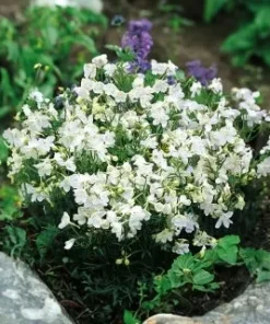 Delphinium Siberian Larkspur Seeds White 0.5g