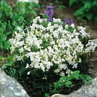 Delphinium Siberian Larkspur White seeds 0.5g