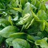 Spinach Dock (monk's Rhubarb)