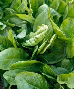 Spinach Dock (monk's Rhubarb)