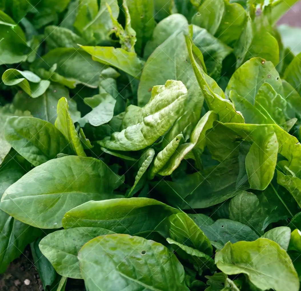 Spinach Dock (monk's Rhubarb)