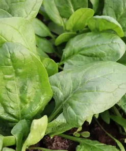 Spinach Matador