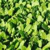 Spinach Space H