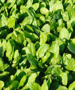 Spinach Space H