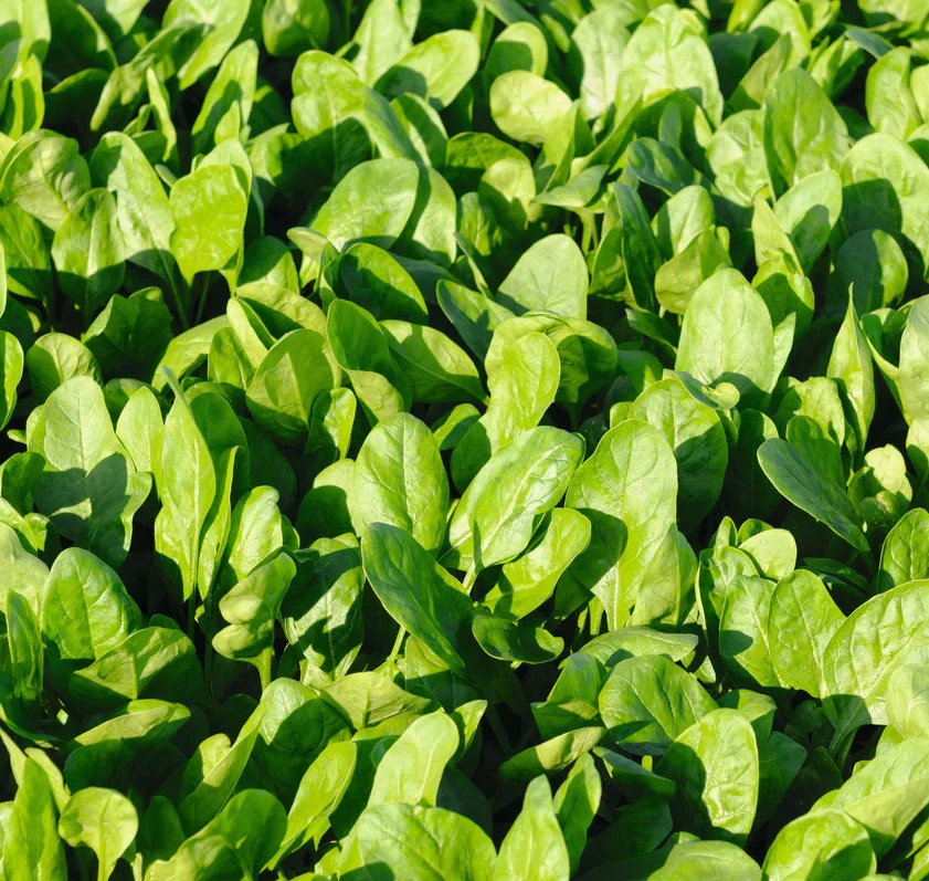 Spinach Space H