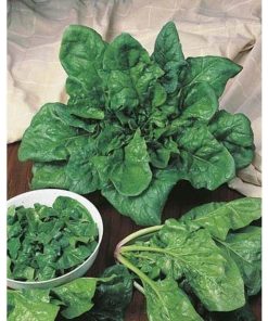 Spinach Viking