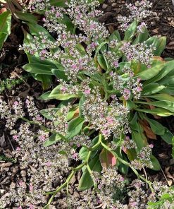 Statice Seeds Limonium German 0.3g