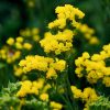 Statice, Limonium Gold Coast Yellow