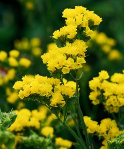 Statice, Limonium Gold Coast Yellow