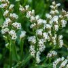Statice, Limonium White