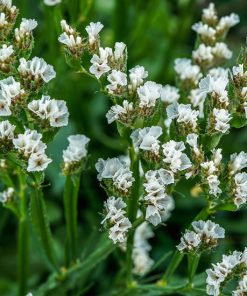 Statice, Limonium White