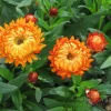 Strawflower, Everlasting Swiss Giant Orange
