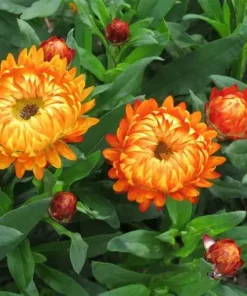 Strawflower, Everlasting Swiss Giant Orange