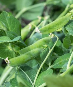 Sugar Pea Delikett