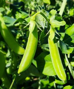 Alternative view of Sugar Pea Delikett