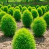 Kochia Summer Cypress Burning Bush