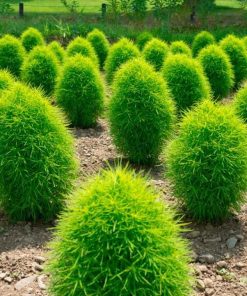 Kochia Summer Cypress Burning Bush