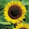 Sunflower Edible