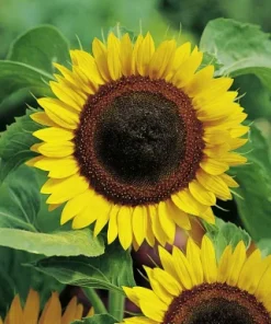 Sunflower Edible