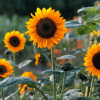 Sunflower Soraya