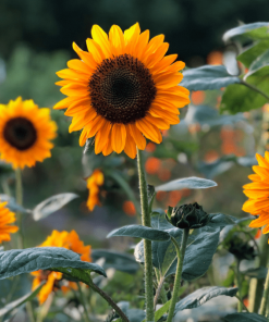 Sunflower Soraya