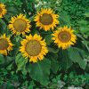 Sunflower Sunspot