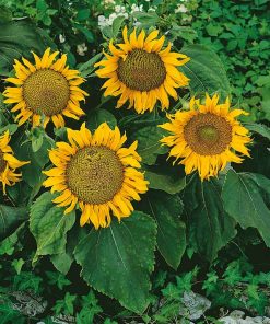 Sunflower Sunspot