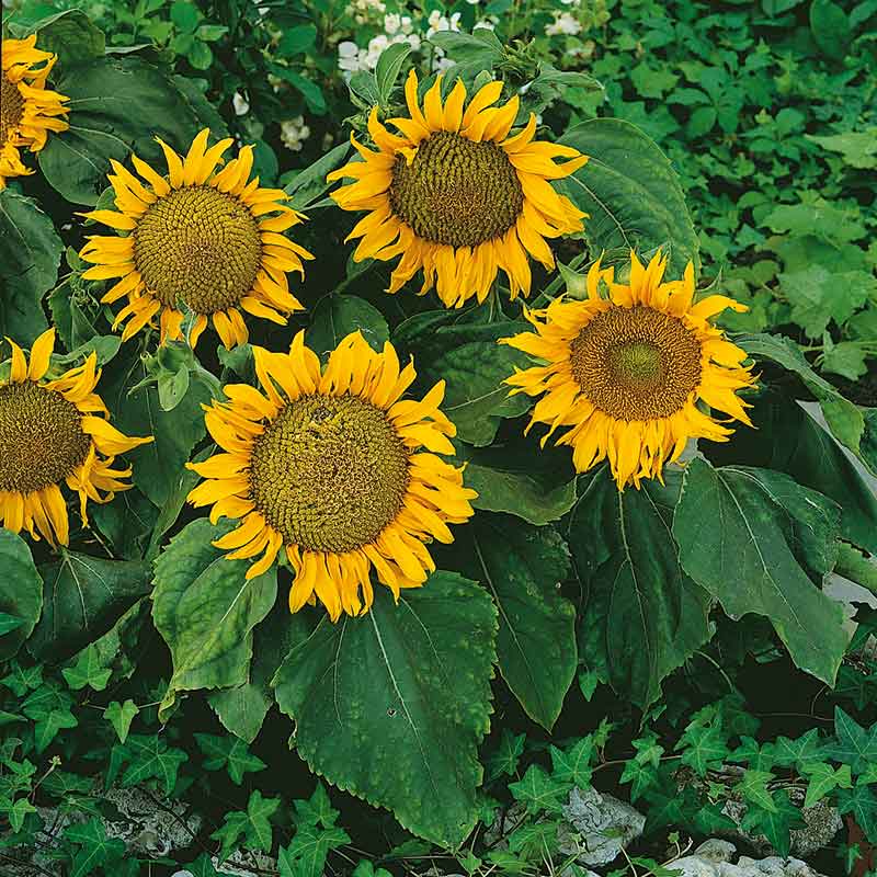 Sunflower Sunspot