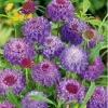 Scabious Sweet Purple