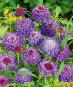 Scabious Sweet Purple