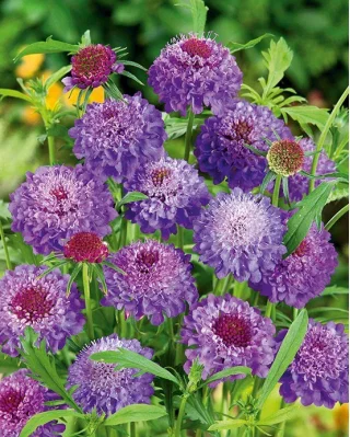 Scabious Sweet Purple