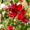 Sweet Pea Crimson
