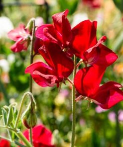 Sweet Pea Crimson